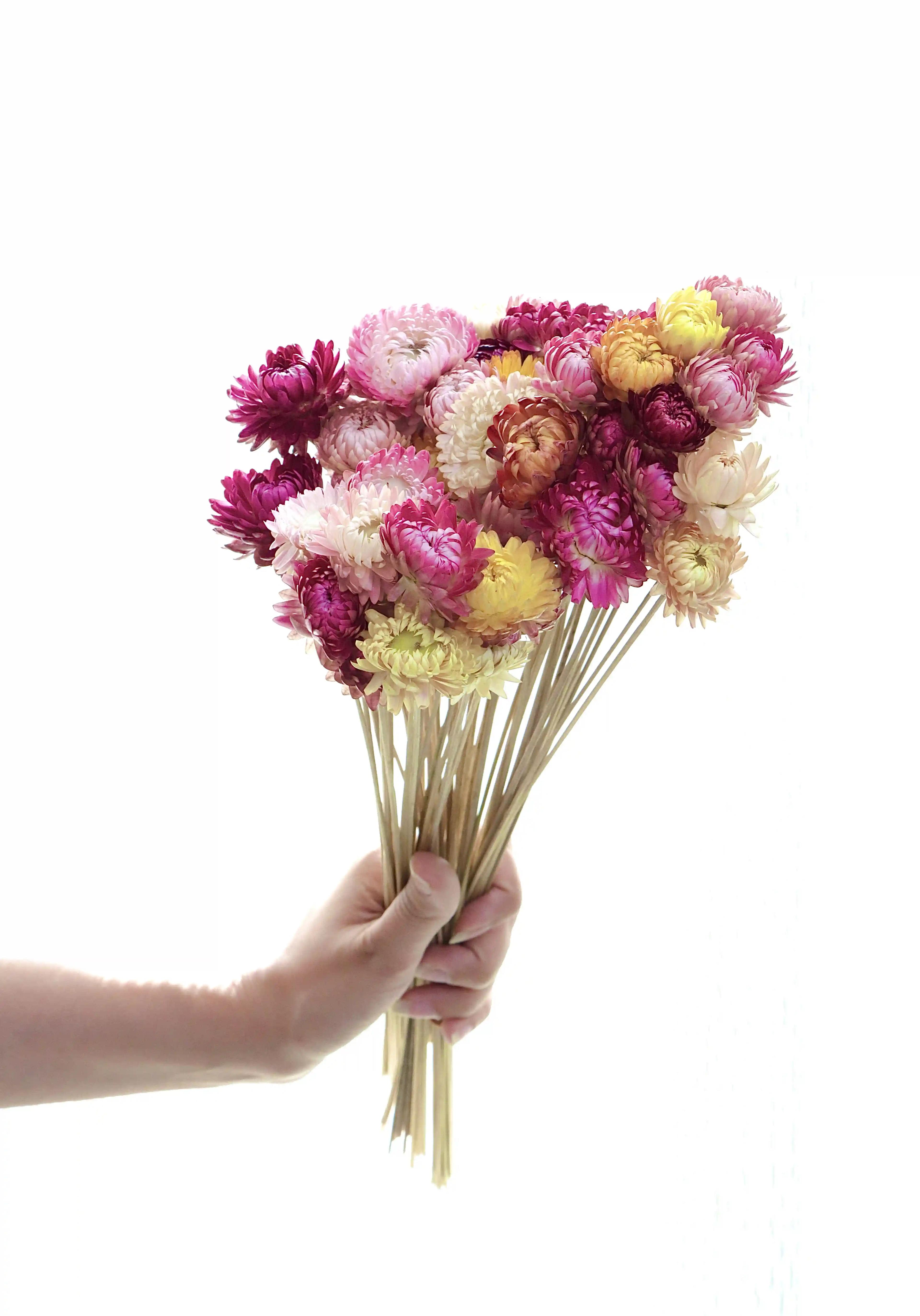 Straw Flower Stems - Set Of 20